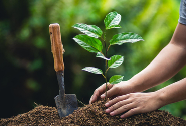 The Importance of Tree Plantation for a Greener Tomorrow
