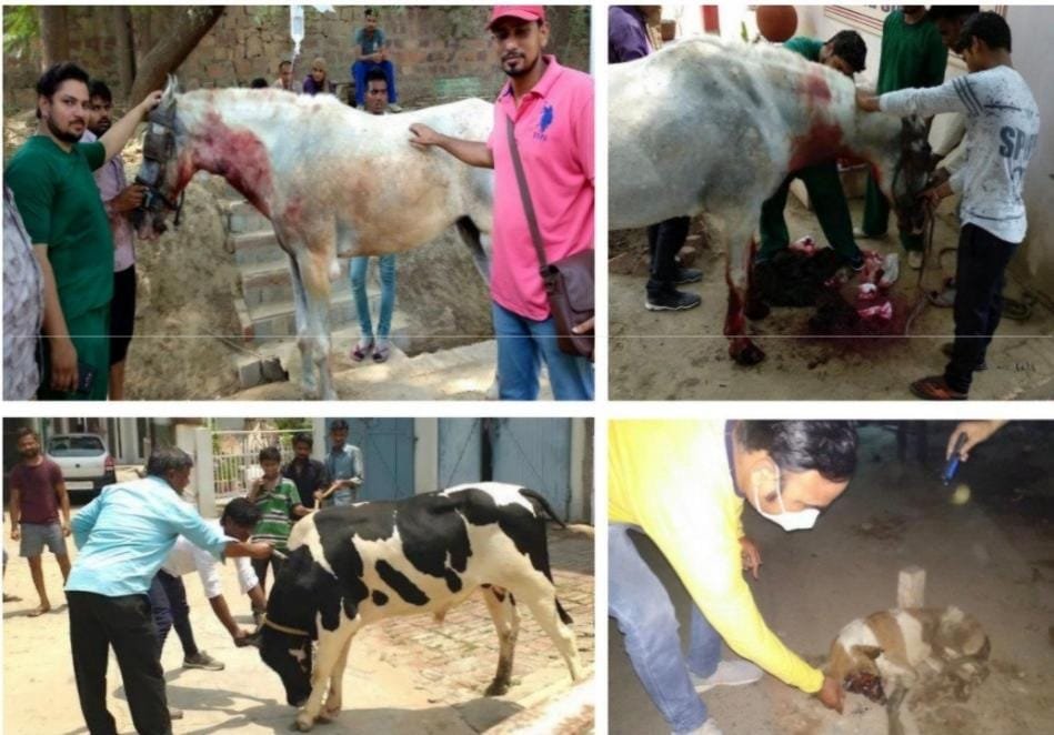 Stray Animal Rescue and Welfare Awareness