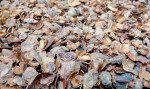 Navmaati shell munch